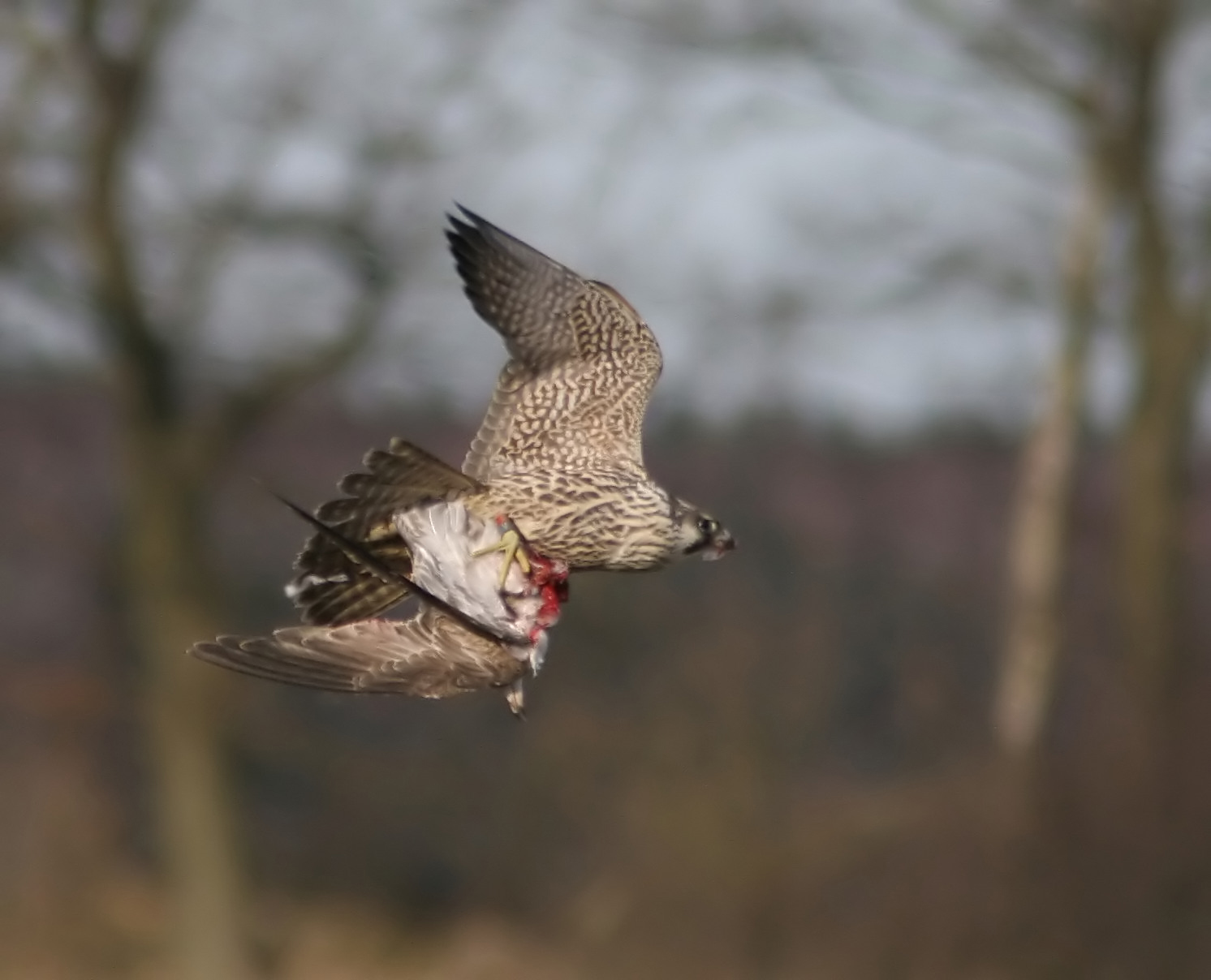 Peregrine Falcon (Falco peregrine)