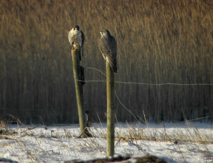 Gyr Falcon (Falco rusticolus)