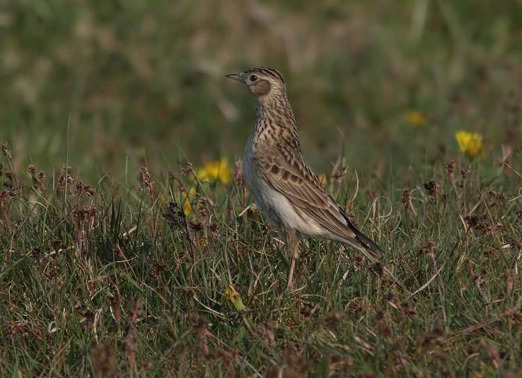 Eurasian Skylark (Alauda arvensis), Snglrka