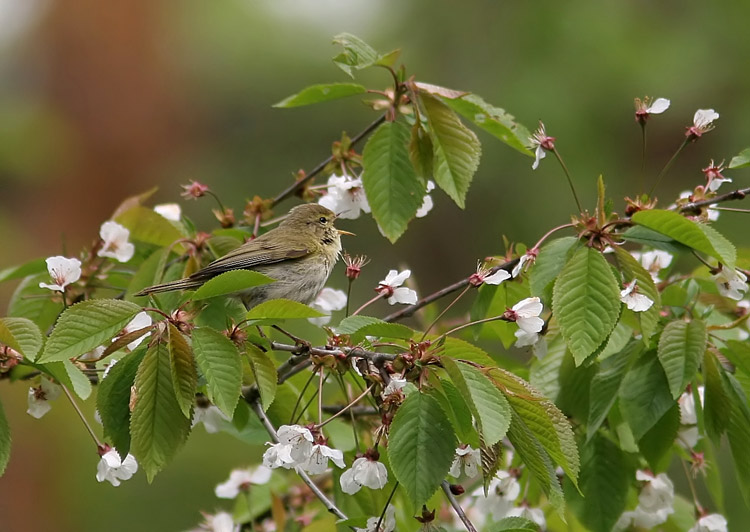 Iberian Chiffchaff (Phylloscopus ibericus), Busr 2005