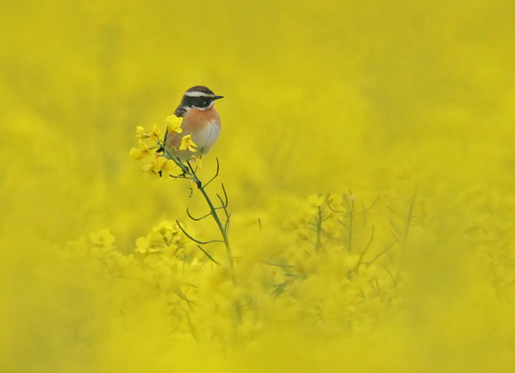 Whinchat (Saxicola rubetra), Buskskvtta
