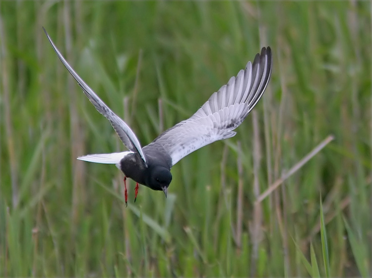 White-winged Tern (Chlidonias leucopterus)