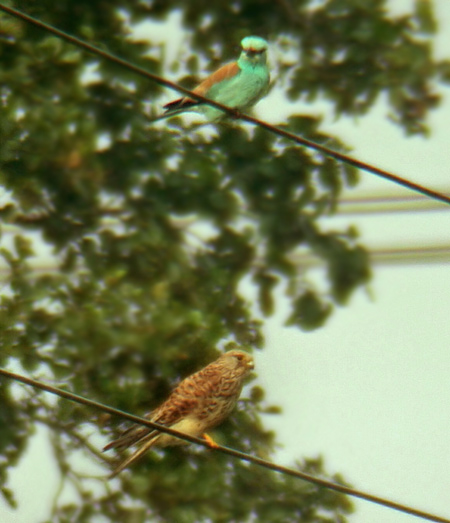 European Roller (Coracias garrulus), Blkrka, Vombs fure 2002