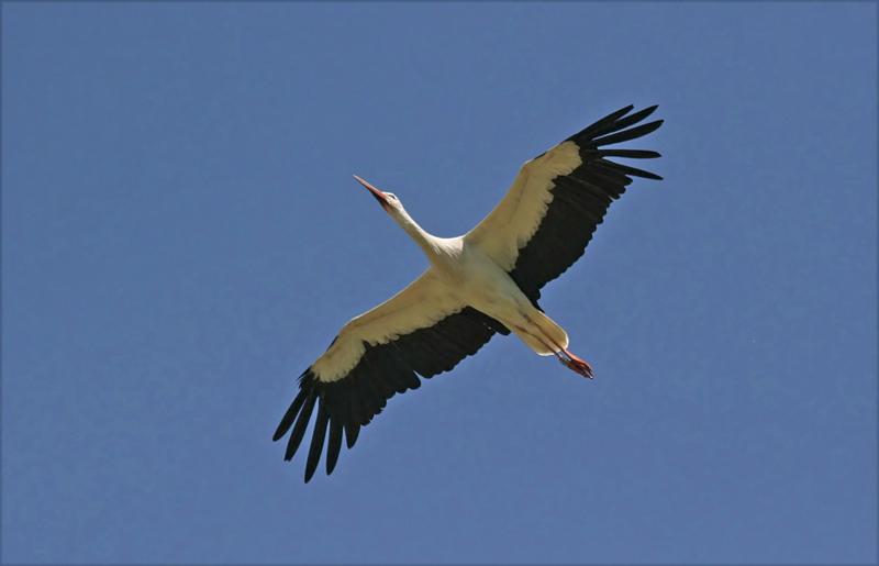 White Stork (Ciconia ciconia), Vit stork