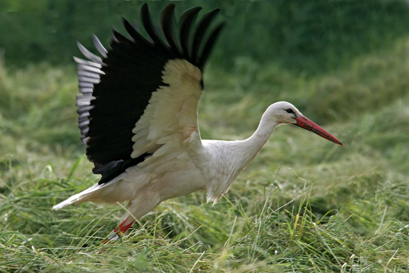 White Stork (Ciconia ciconia), Vit stork