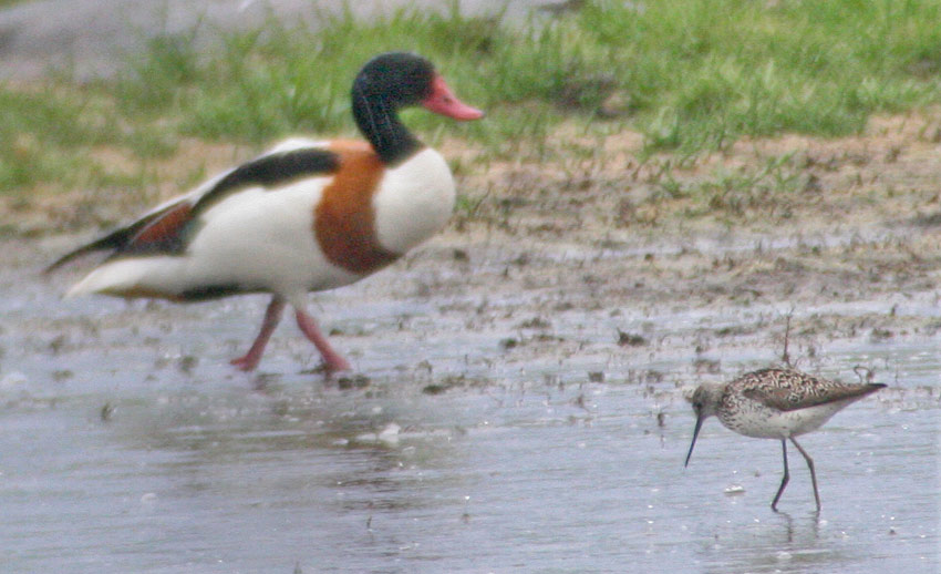 Marsh Sandpiper (Tringa stagnatilis), Dammsnppa, Rnnen 2007