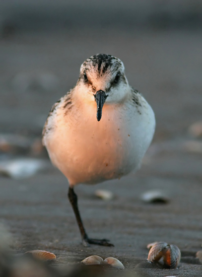Sanderling (Calidris alba)