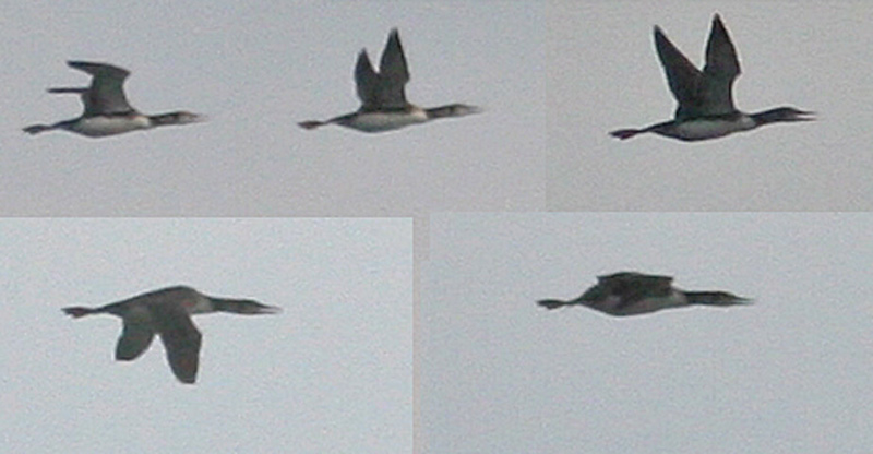 Yellow-billed Diver (Gavia adamsii)