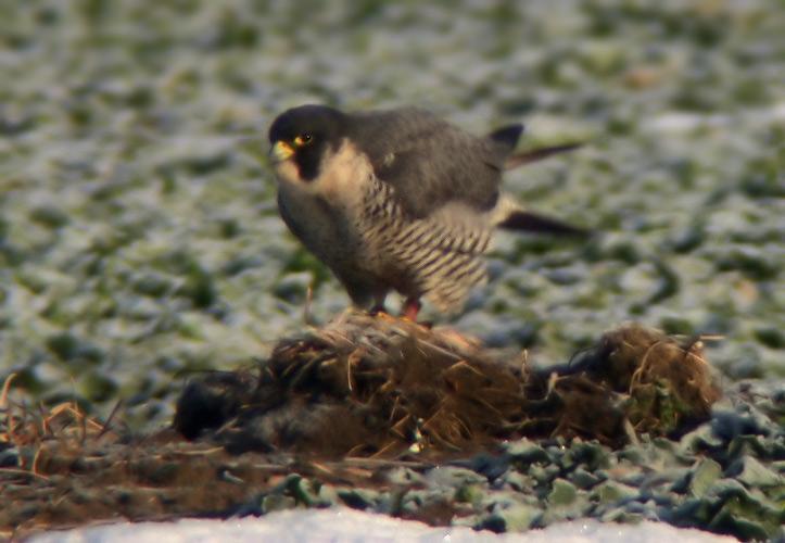 Peregrine Falcon (Falco peregrine)