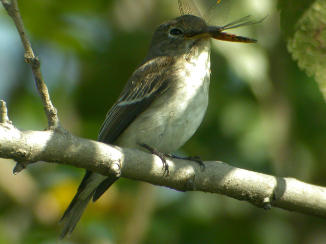 Asian Brown Flycatcher (Muscicapa dauurica)