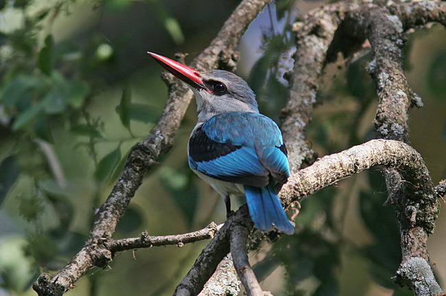 Woodland Kingfisher (Halcyon senegalensis)
