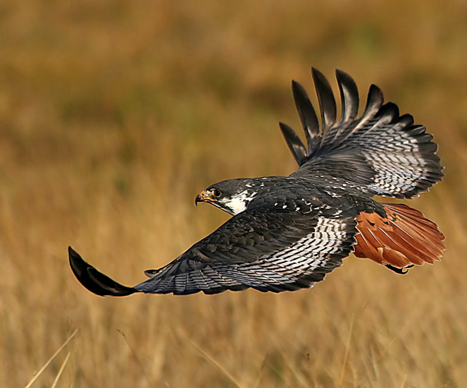 Augur Buzzard (Buteo augur)