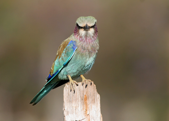 Lilac-breasted Roller (Coracias caudatus)