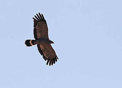 Gymnogene (Polyboroides typus)