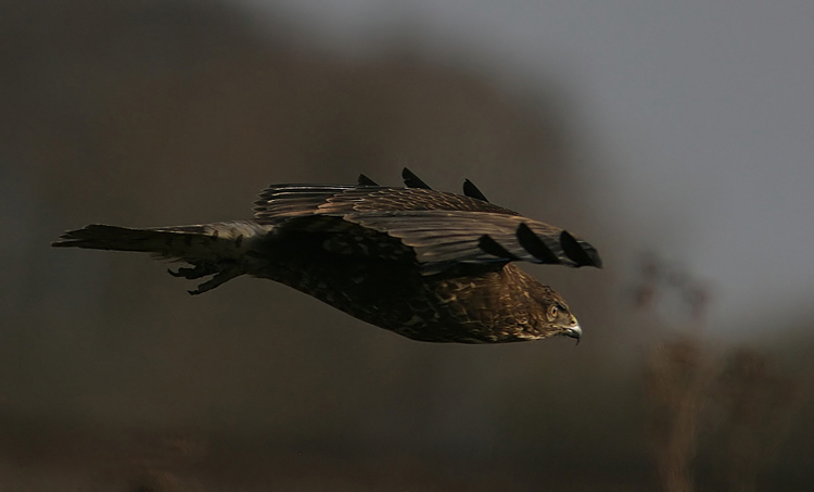 Common Buzzard (Buteo buteo)