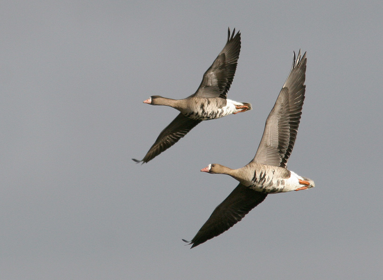 Greater White-fronted Goose (Anser albifrons), Blsgs
