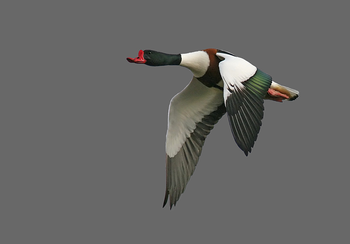 Common Shelduck (Tadorna tadorna), Gravand