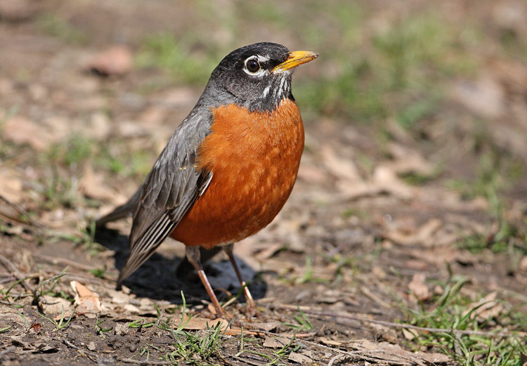 American Robin Turdus migratorius