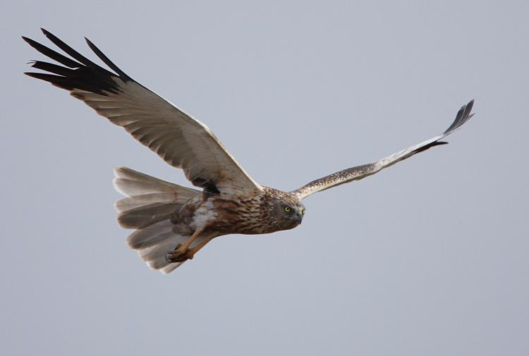 Western Marsh Harrier (Circus aeruginosus), Brun krrhk