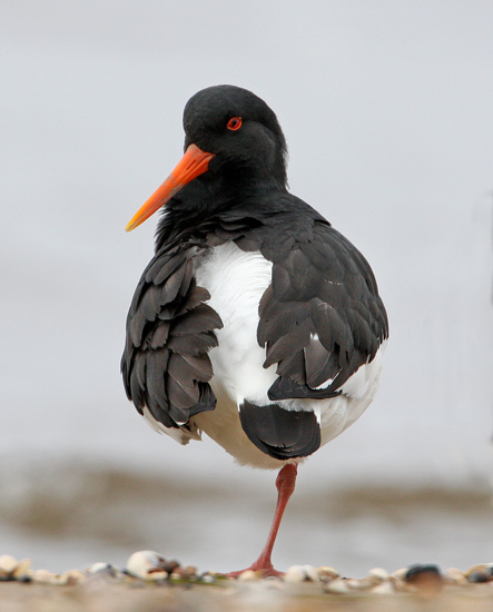Eurasian Oystercatcher (Haematopus ostralegus), Strandskata
