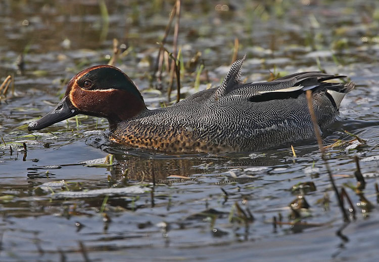 Common Teal (Anas crecca), Kricka