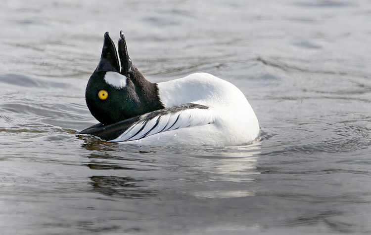 Common Goldeneye (Bucephala clangula), Knipa