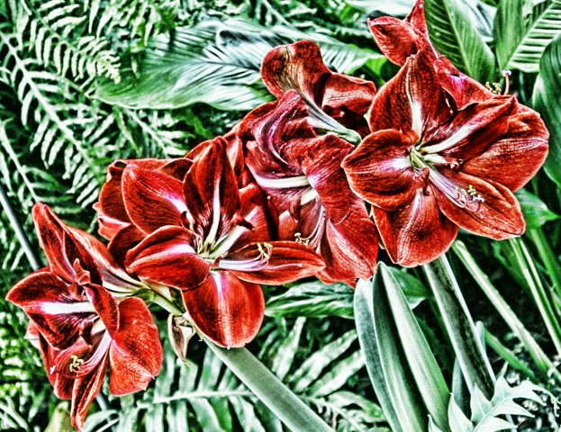 Red & Green.jpg