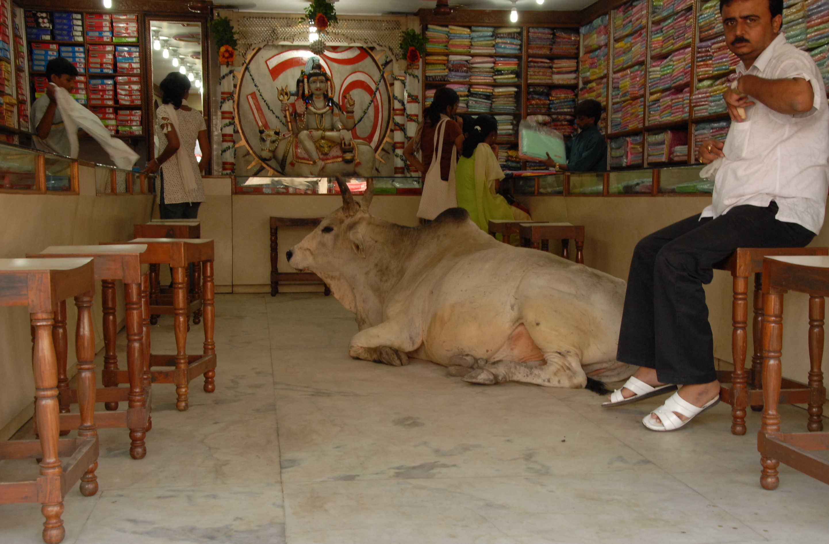 The pet bull
