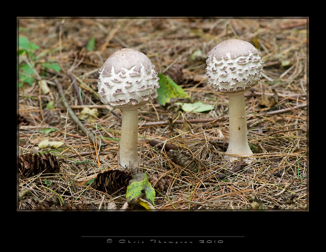 IGP1552 copy.jpg