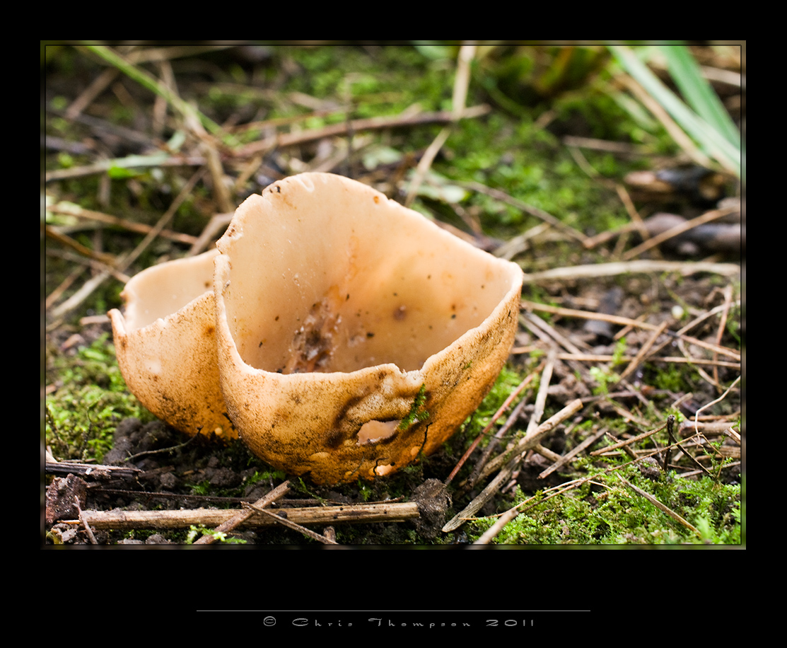 IGP2482 copy.jpg
