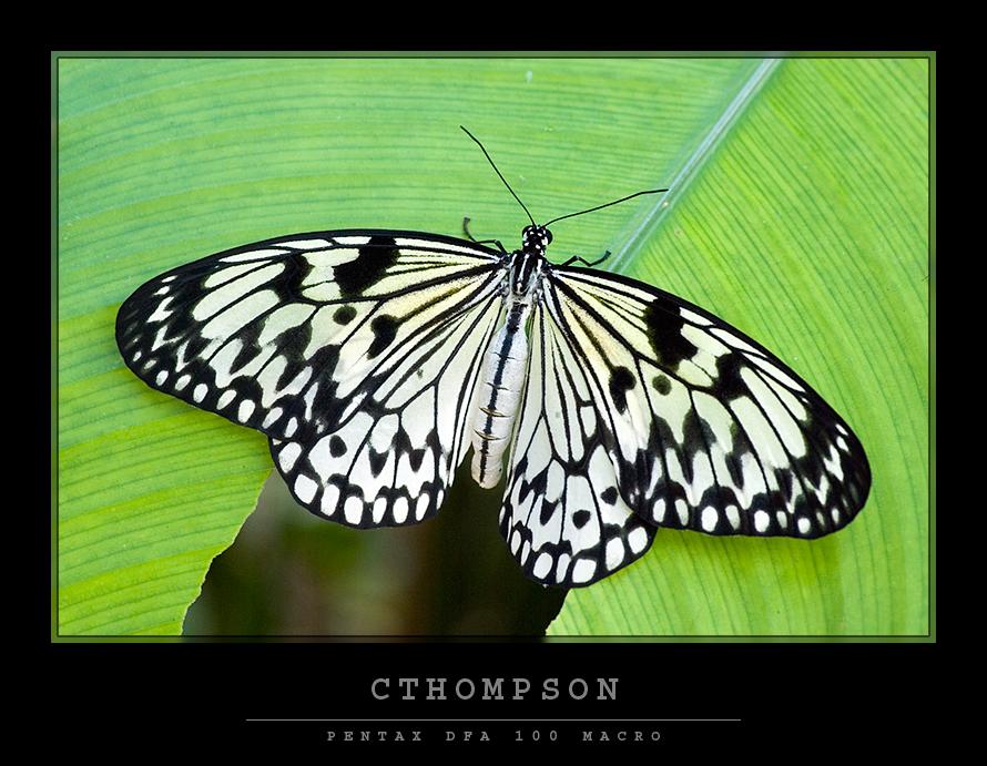 Rice Paper