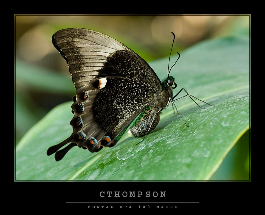 Green Banded Peacock Swallowtail