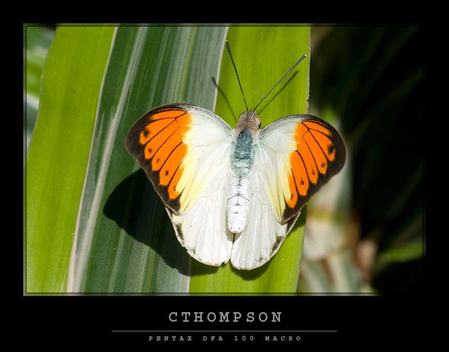Great Orange Tip