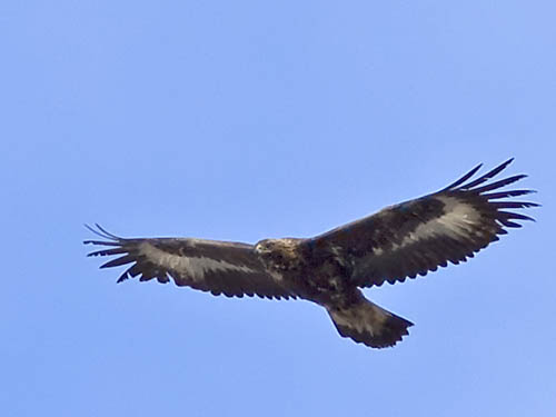 Kungsrn (Aquila chrysaetos)