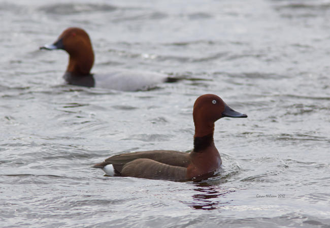 Vitgd dykand (Aythya nyroca)