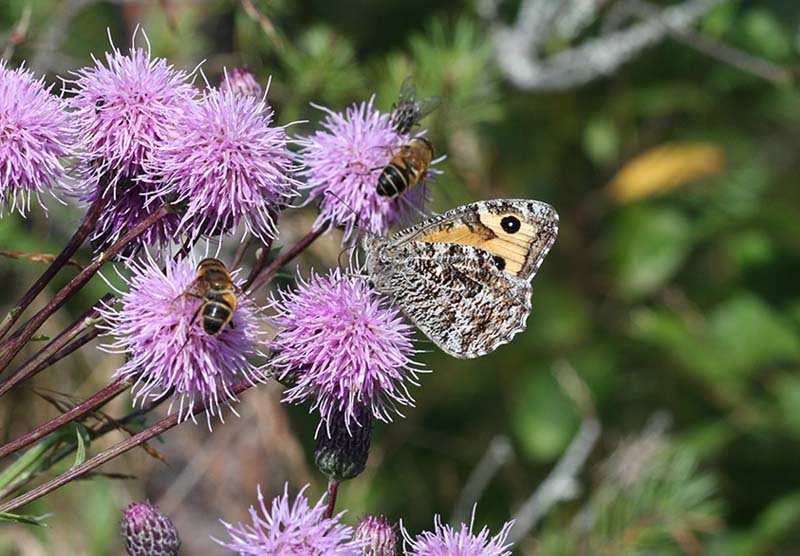 Grayling  Sandgrsfjril  (Hipparchia semele)