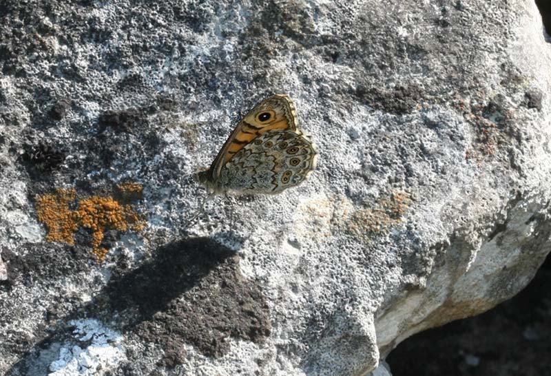 Wall  Svingelgrsfjril  (Lasiommata megera)