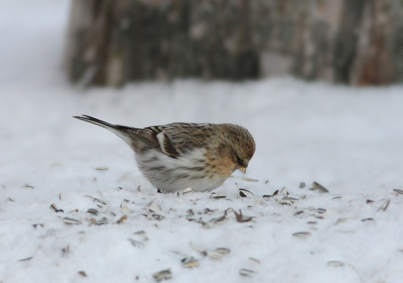 Arctic Redpoll  Snsiska  (Carduelis hornemanni) 2010