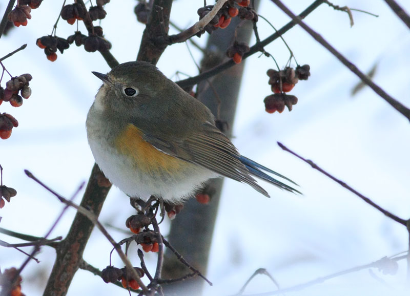 Red-flanked Bluetail  Blstjrt  (Tarsiger cyanurus)