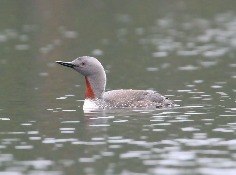 Red-throated Loon  Smlom  (Gavia stellata)