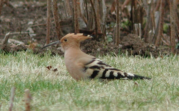 Eurasian Hoopoe  Hrfgel  (Upupa epops)