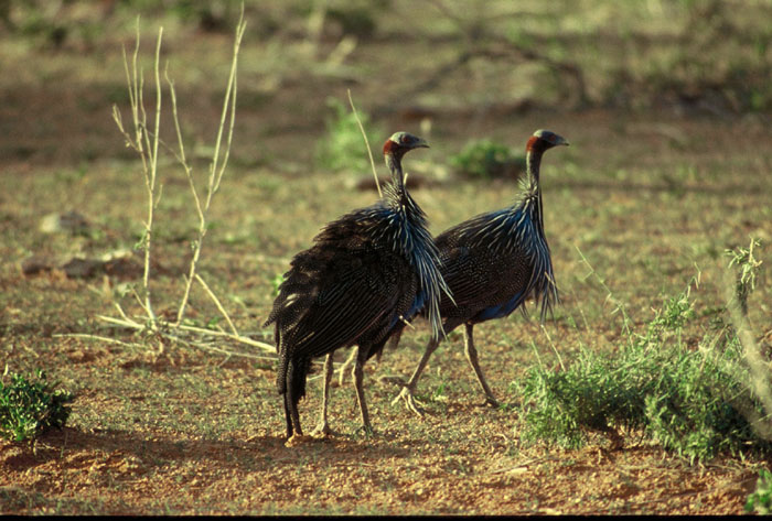Vulturine Guineafowl  (Acryllium vulturinum)