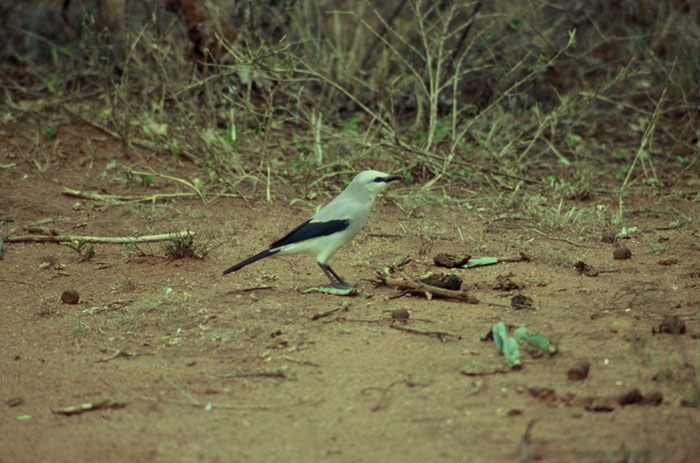 Sresemanns Bush-Crow  (Zavattariornis stresemanni)
