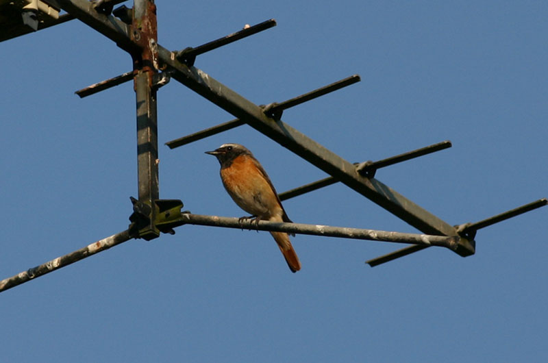 Common Redstart  Rdstjrt  (Phoenicurus phoenicurus)