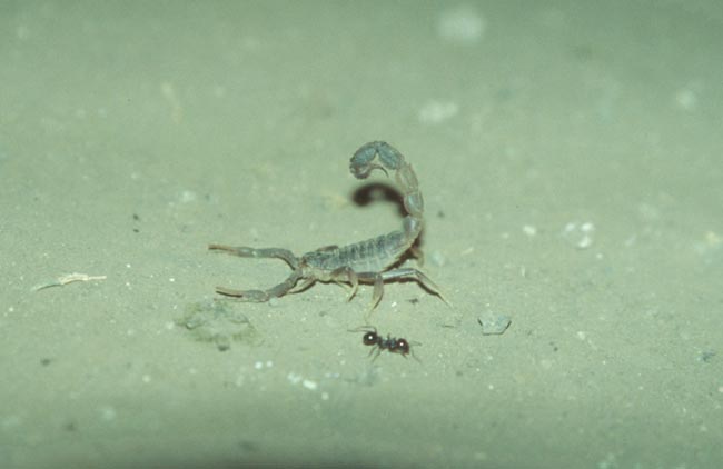  scorpion sp