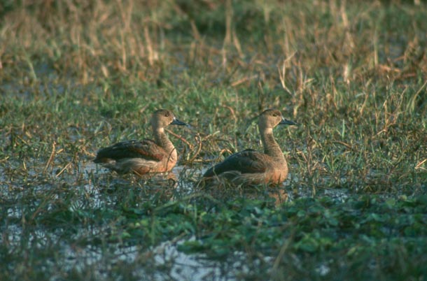 Lesser Whistling Duck  (Dendrocygna javanica)