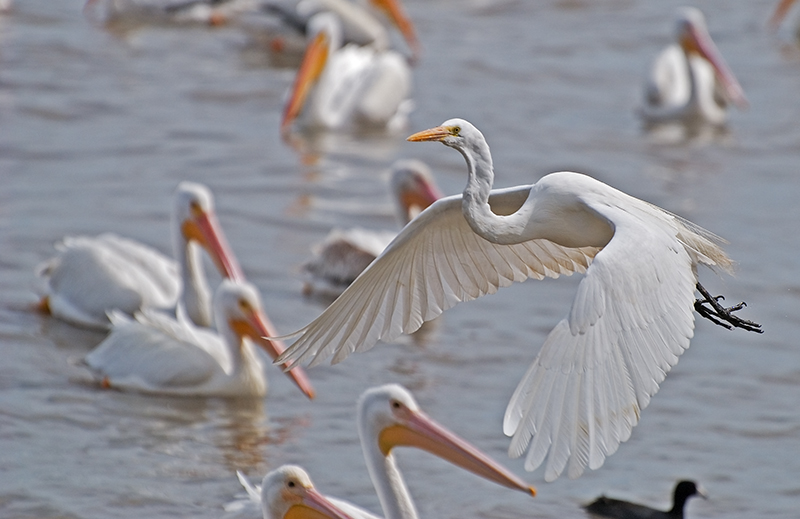White Egret