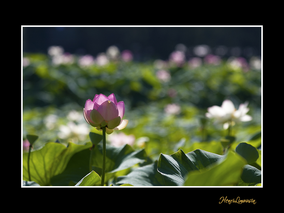 _MG_2747 nature fleur.jpg