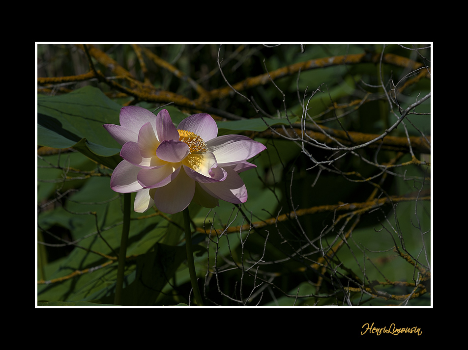 _MG_2925 nature fleur.jpg