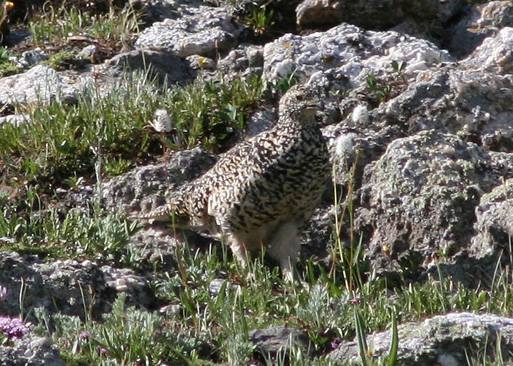 White-tailed Ptarmigan; breeding female